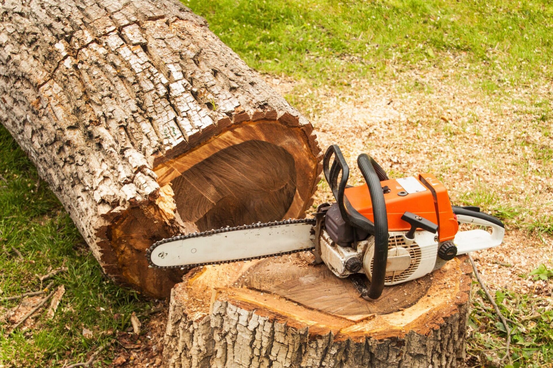 cutted tree